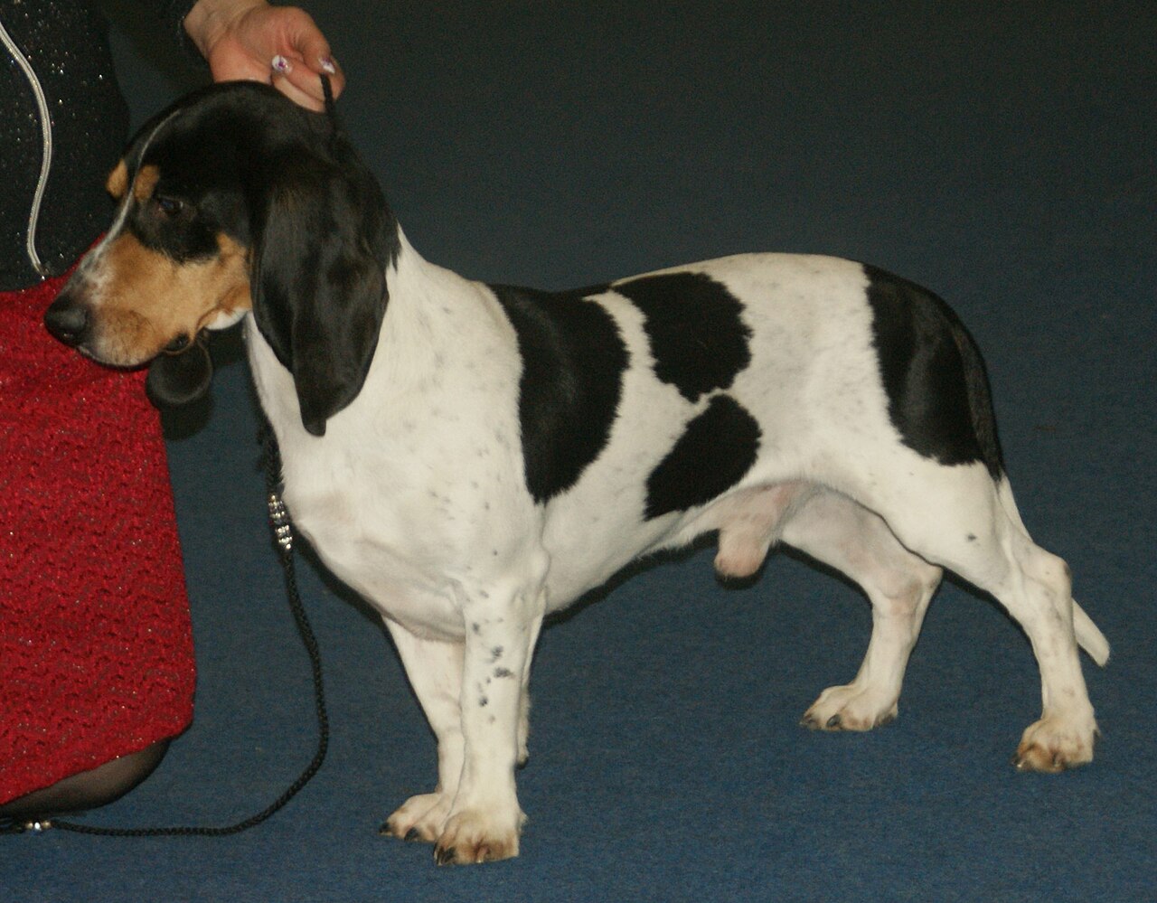 Petit chien courant suisse