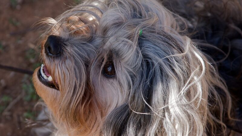 Petit chien lion (löwchen)