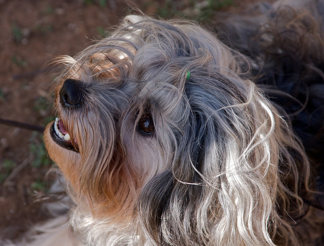 Petit chien lion (löwchen)