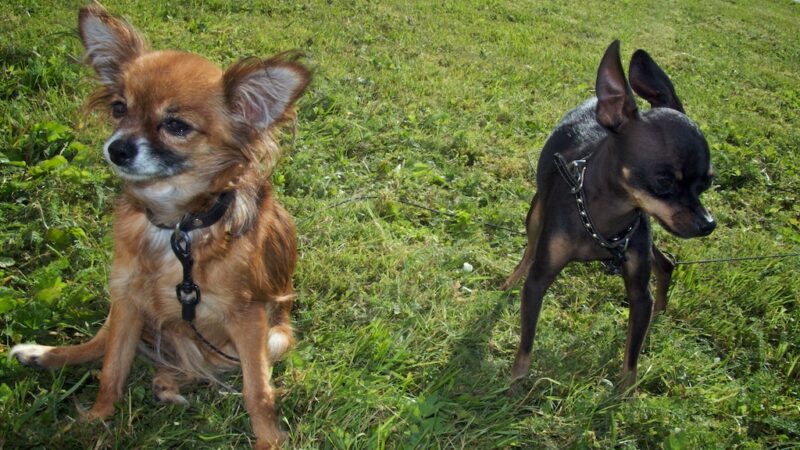 Petit chien russe (Russkiy Toy)