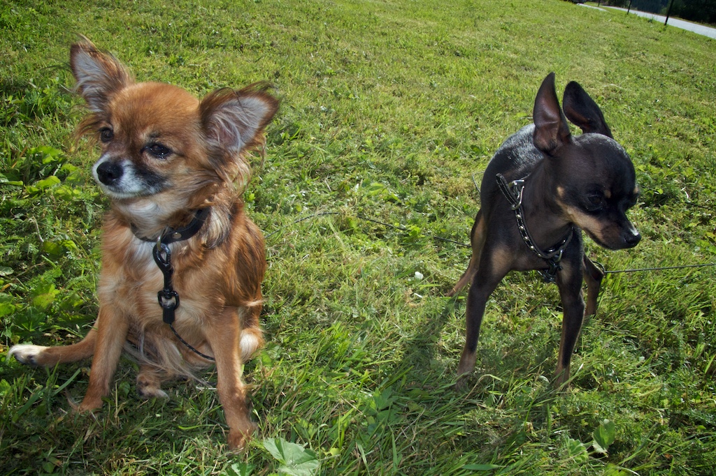Petit chien russe (Russkiy Toy)