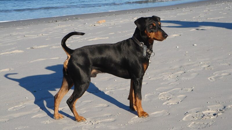 Pinscher allemand