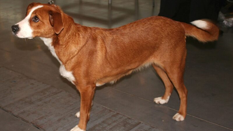 Pinscher autrichien