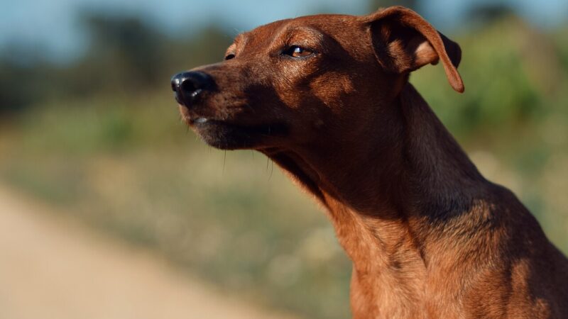 Pinscher nain
