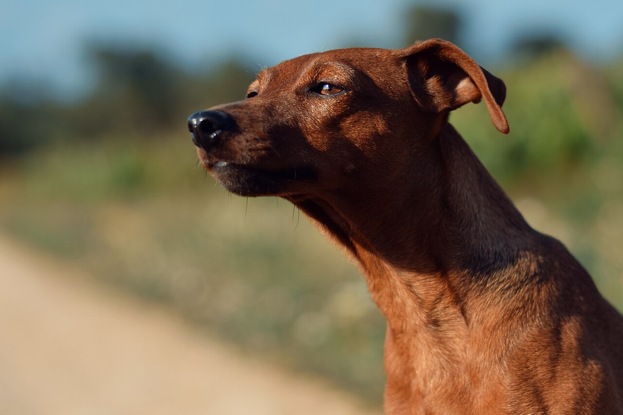 Pinscher nain