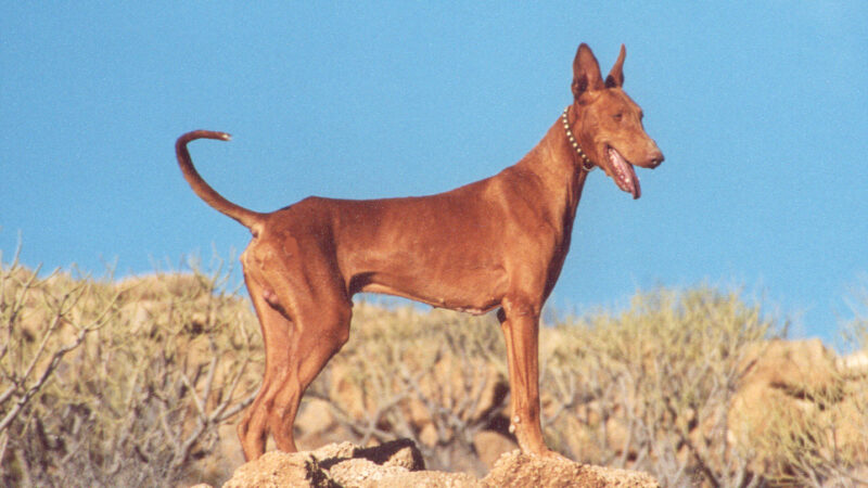 Chien de garenne des Canaries (podenco canario)
