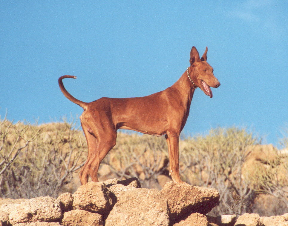 Chien de garenne des Canaries (podenco canario)