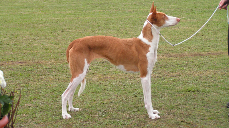 Podenco d’Ibiza (chien de garenne des Baléares)