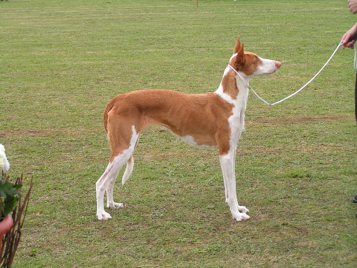 Podenco d’Ibiza (chien de garenne des Baléares)