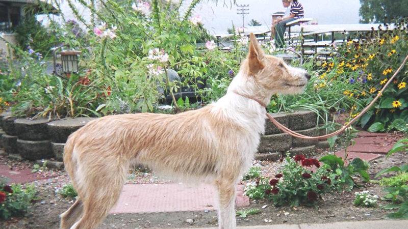 Chien de garenne portugais (podengo)