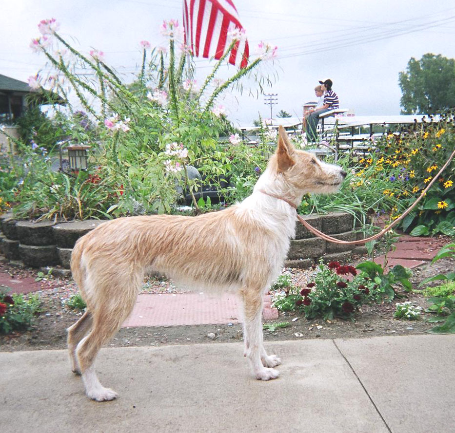 Chien de garenne portugais (podengo)