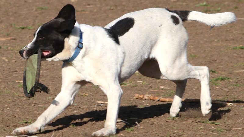 Pointer anglais blanc et noir qui court en tenant un disque dans la gueule