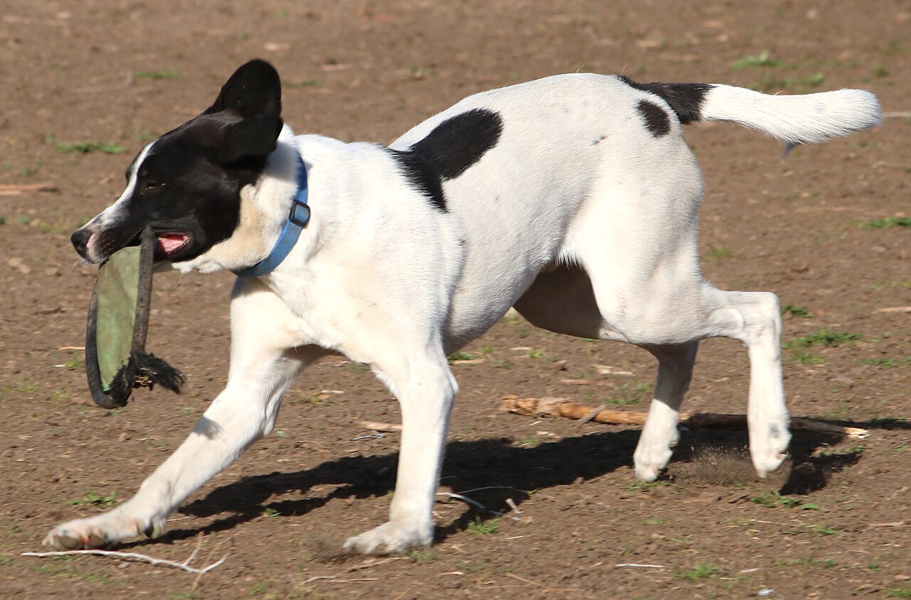 Pointer anglais