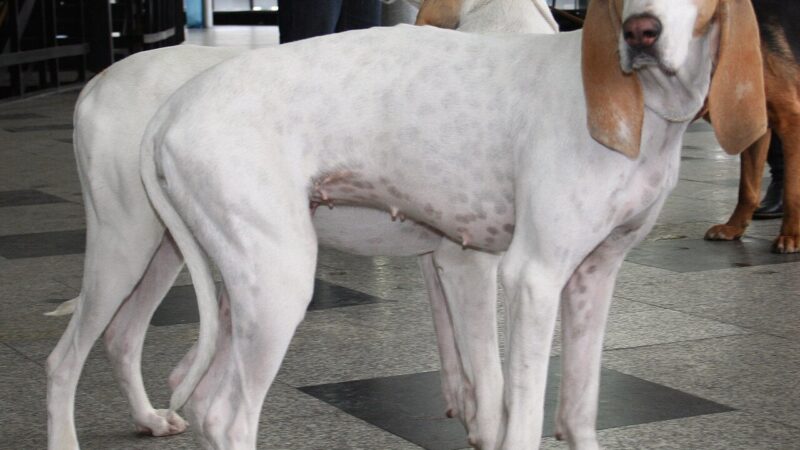 Porcelaine (chien de Franche-Comté)