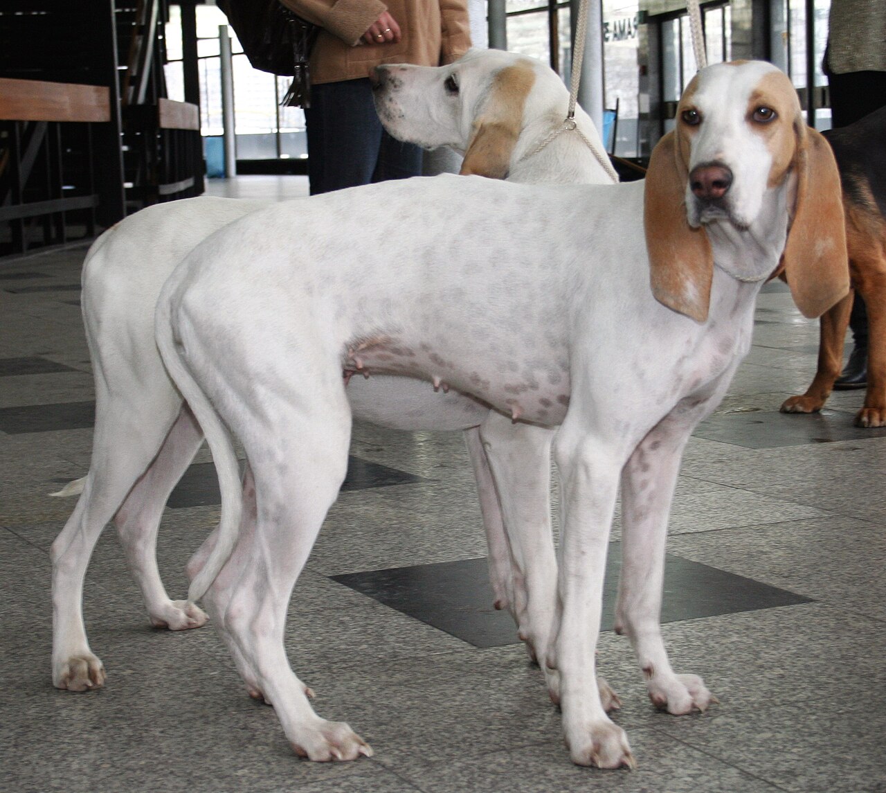 Porcelaine (chien de Franche-Comté)