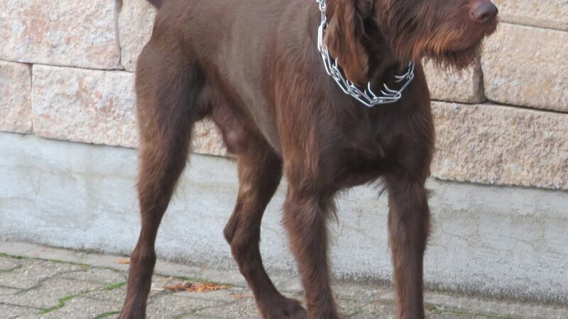 Pudelpointer