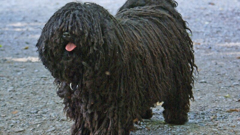 Puli