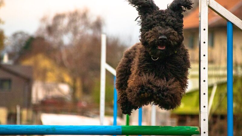 Pumi