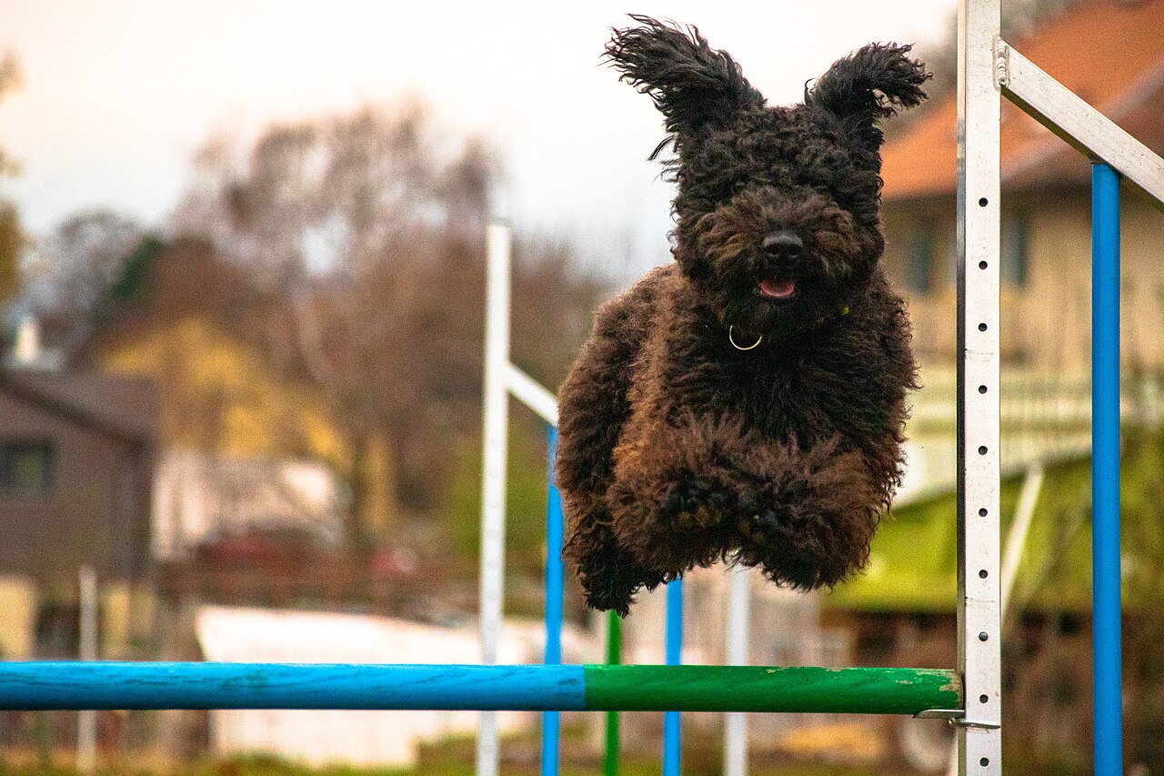Pumi