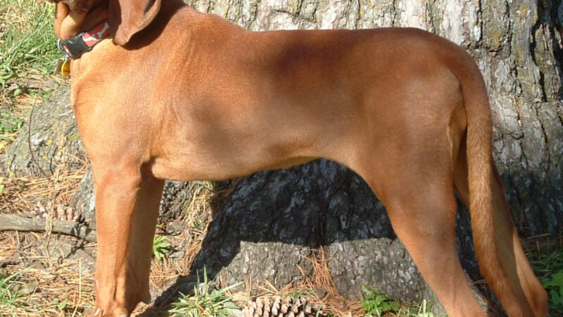 Redbone coonhound