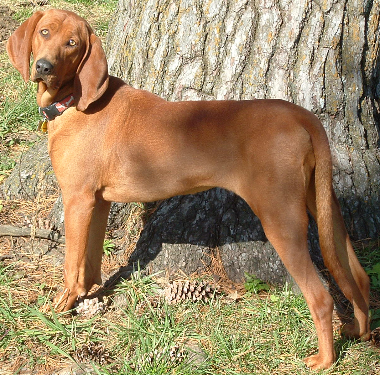 Redbone coonhound