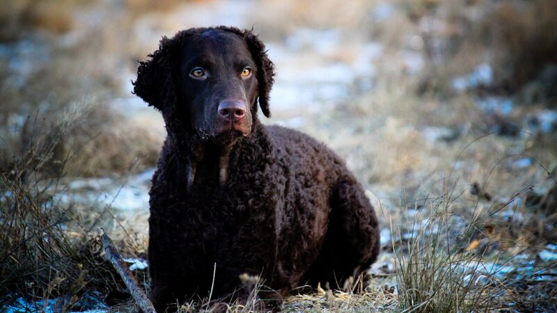 Retriever à poil bouclé (curly)