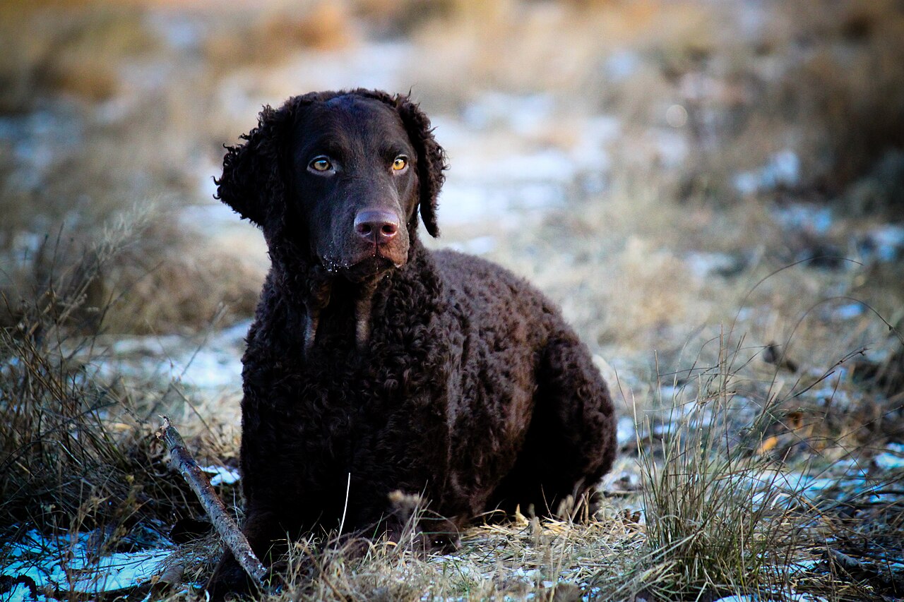 Retriever à poil bouclé (curly)
