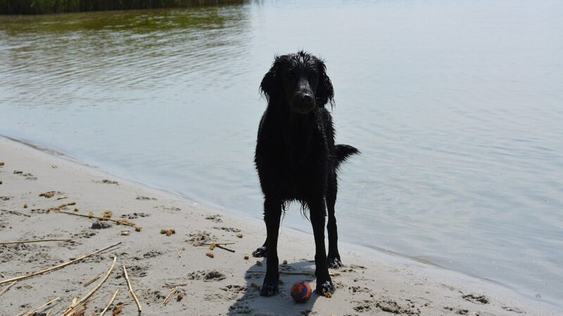 Retriever à poil plat (flat-coated)