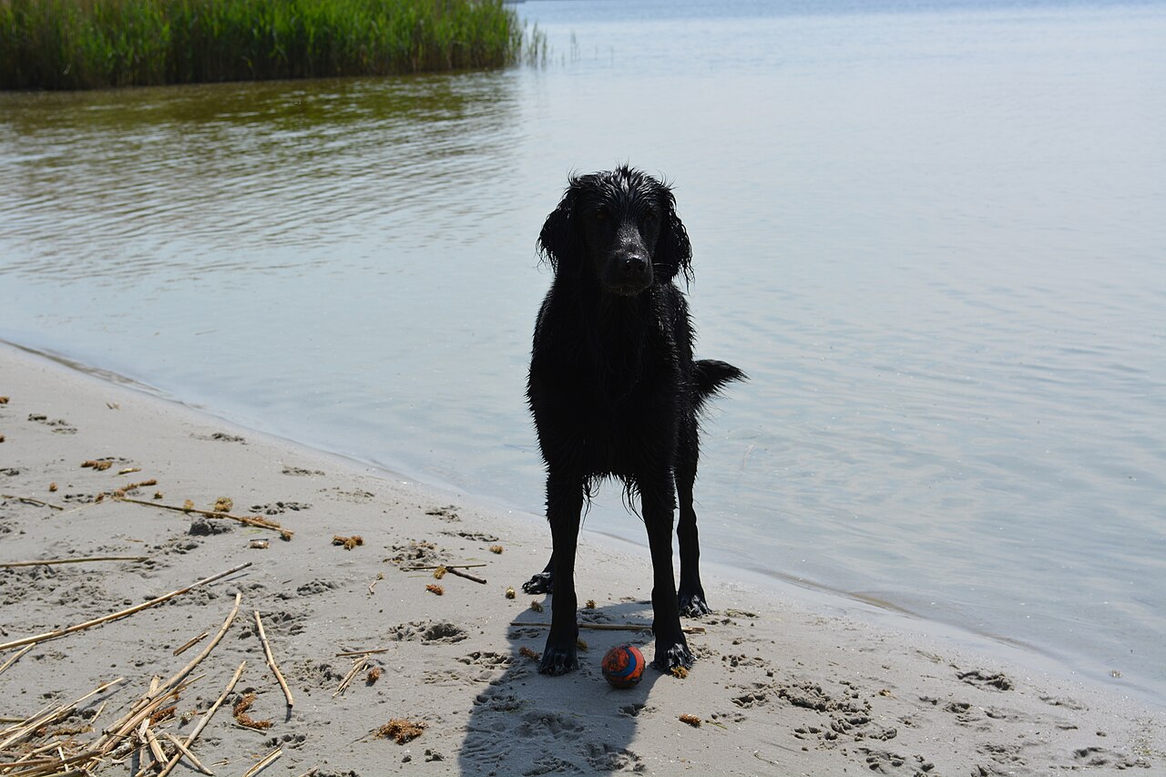 Retriever à poil plat (flat-coated)