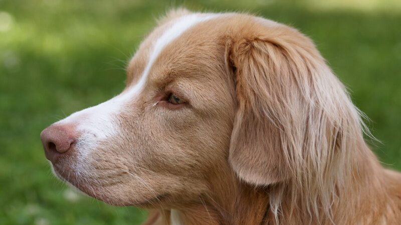 Retriever de la Nouvelle-Écosse (toller)