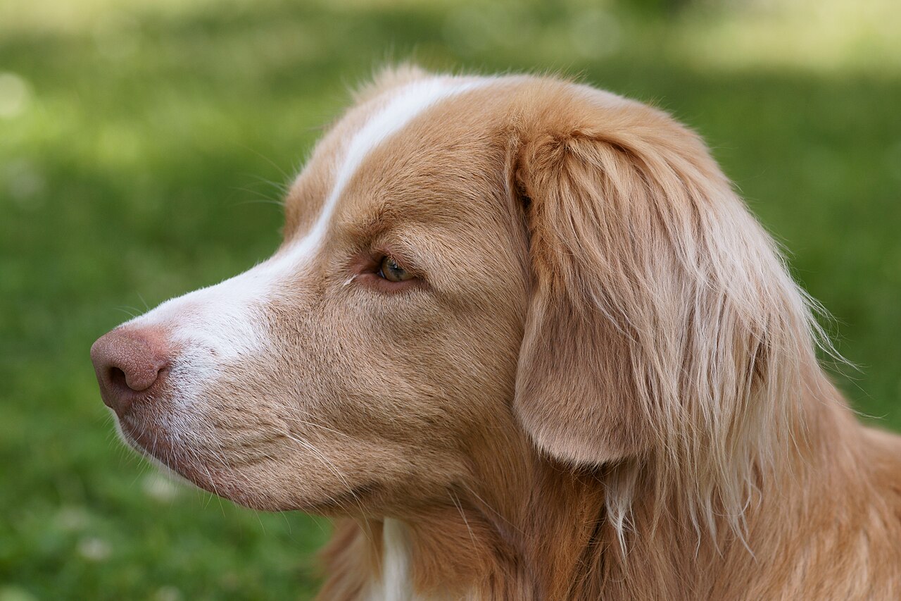Retriever de la Nouvelle-Écosse (toller)