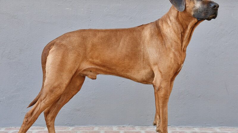 Rhodesian ridgeback fauve debout de profil contre un mur blanc