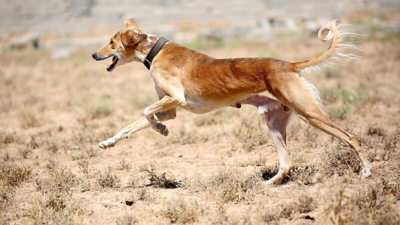 Saluki (lévrier persan)