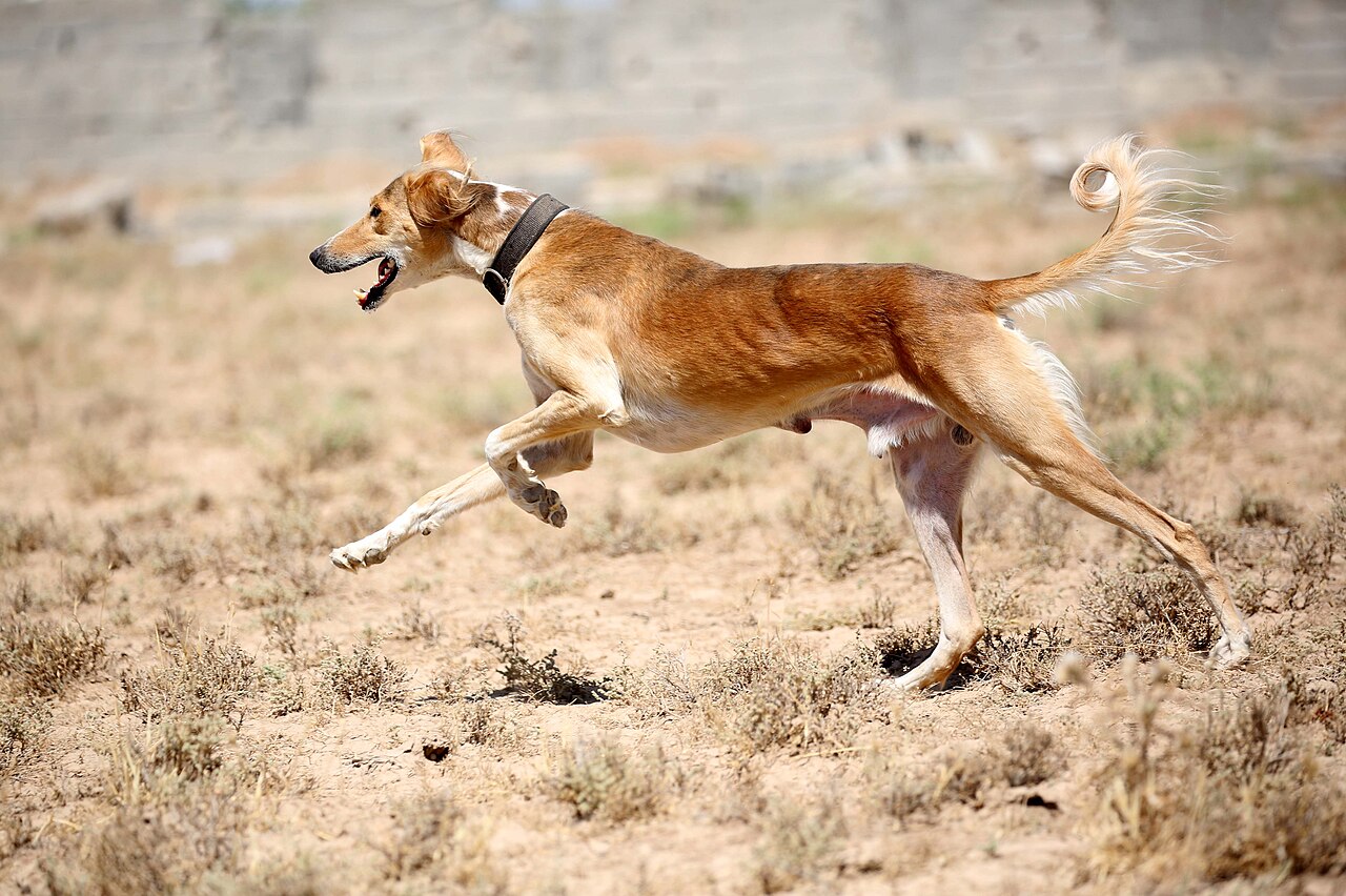 Saluki (lévrier persan)