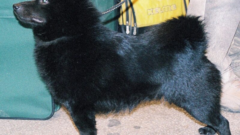 Schipperke