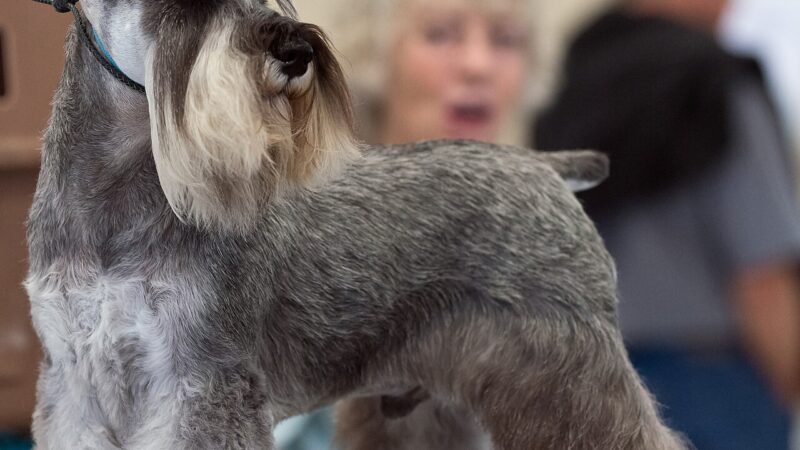 Schnauzer (nain)