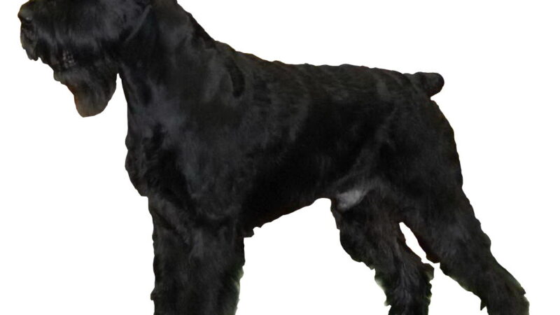 Schnauzer géant