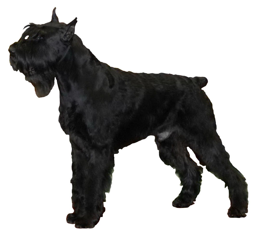 Schnauzer géant