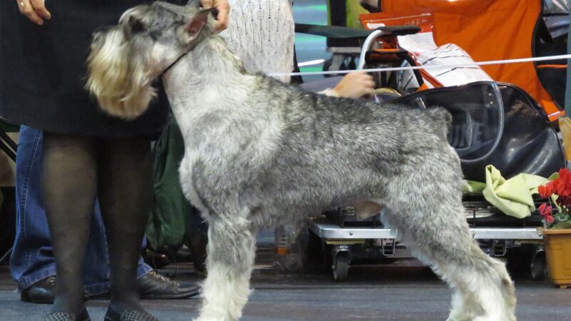 Schnauzer moyen