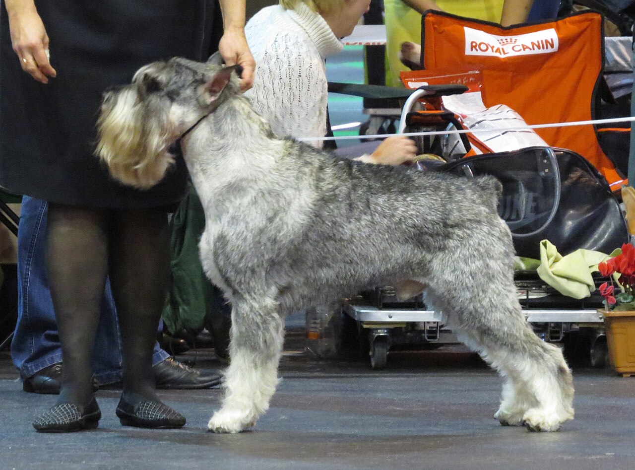 Schnauzer moyen
