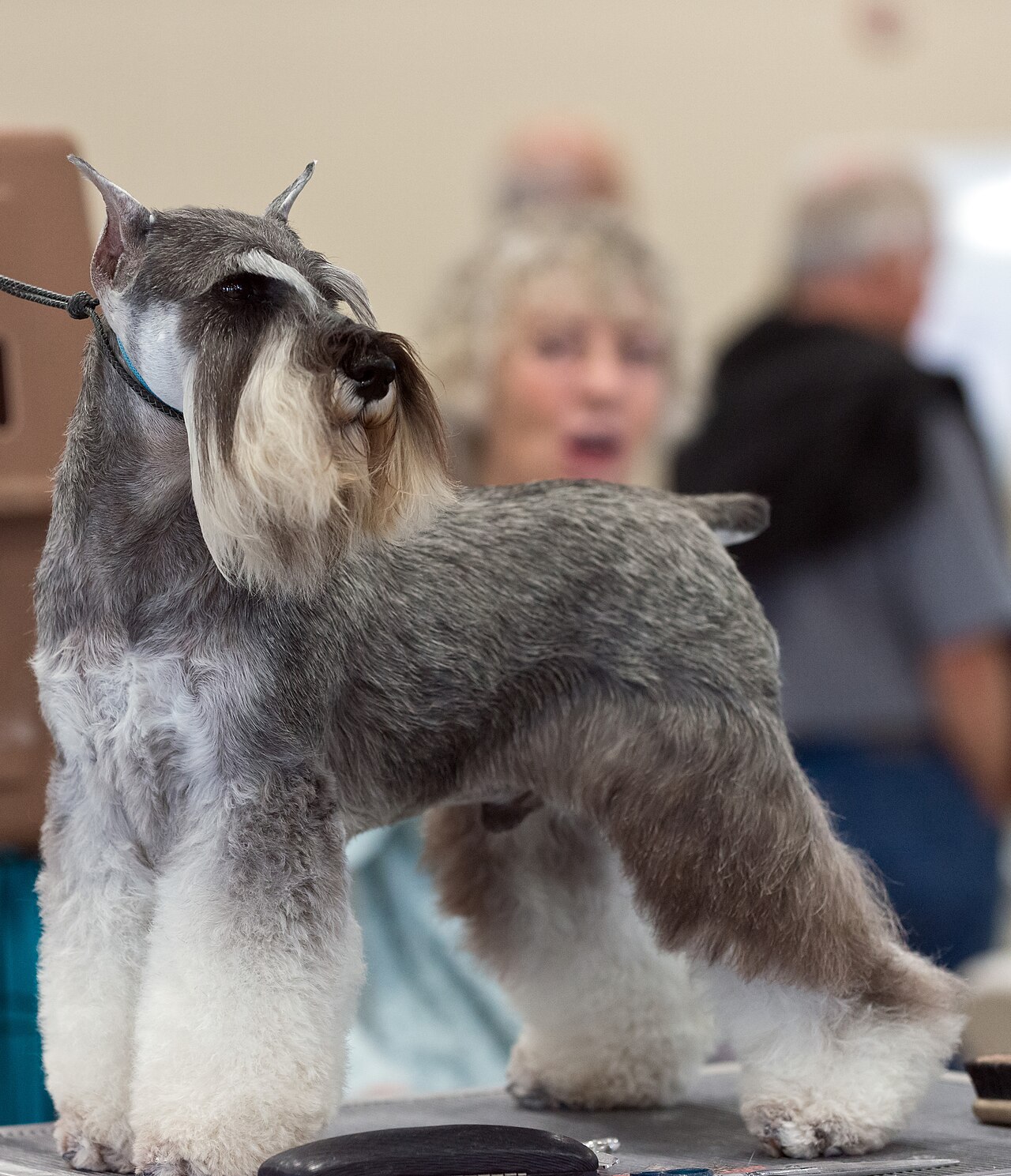 Schnauzer (nain)