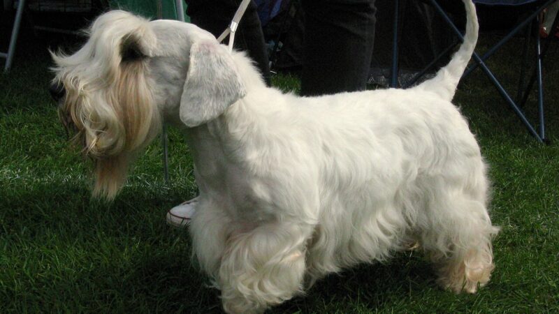 Sealyham Terrier