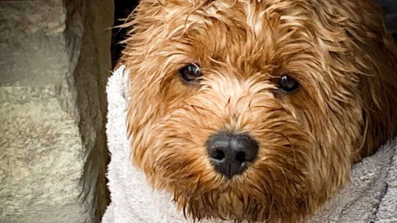 Sécher son chien après la pluie : peignoir, serviette microfibre ou séchoir, ce qui marche vraiment