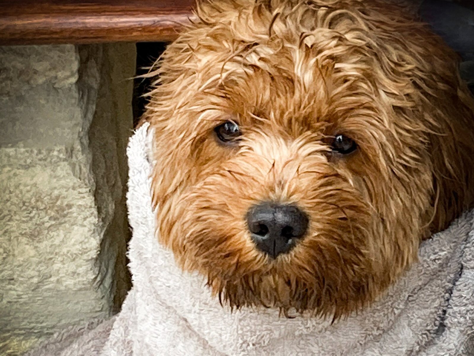Sécher son chien après la pluie : peignoir, serviette microfibre ou séchoir, ce qui marche vraiment