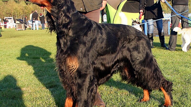 Setter Gordon