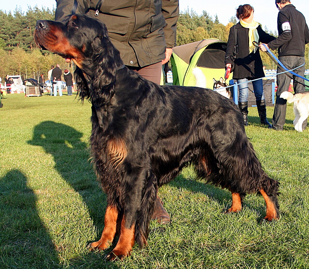 Setter Gordon