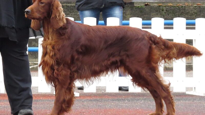 Setter irlandais rouge