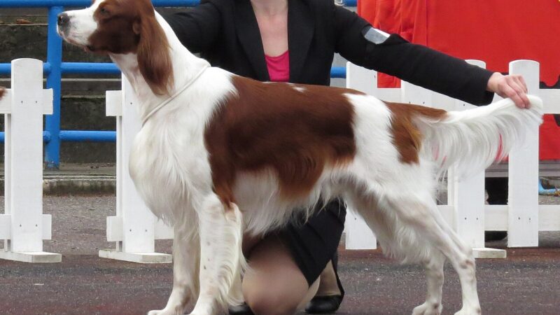 Setter irlandais rouge et blanc