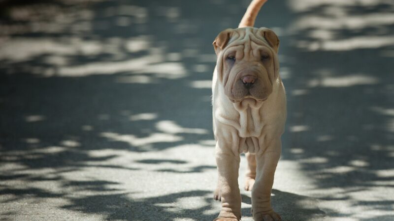 Shar Pei