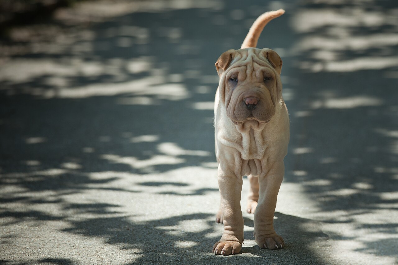 Shar Pei